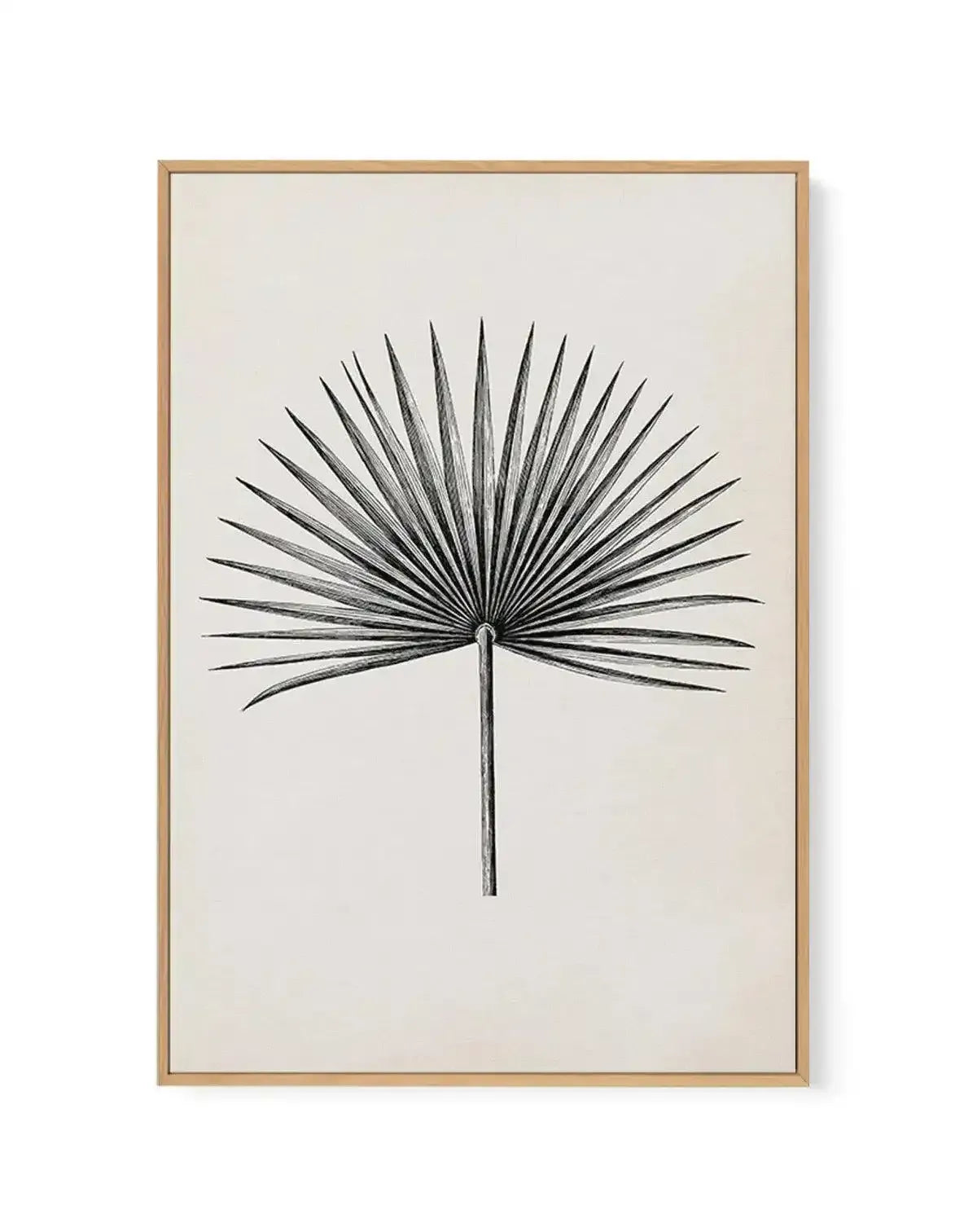 Fan Palm II | Framed Canvas-CANVAS-You can shop wall art online with Olive et Oriel for everything from abstract art to fun kids wall art. Our beautiful modern art prints and canvas art are available from large canvas prints to wall art paintings and our proudly Australian artwork collection offers only the highest quality framed large wall art and canvas art Australia - You can buy fashion photography prints or Hampton print posters and paintings on canvas from Olive et Oriel and have them deli