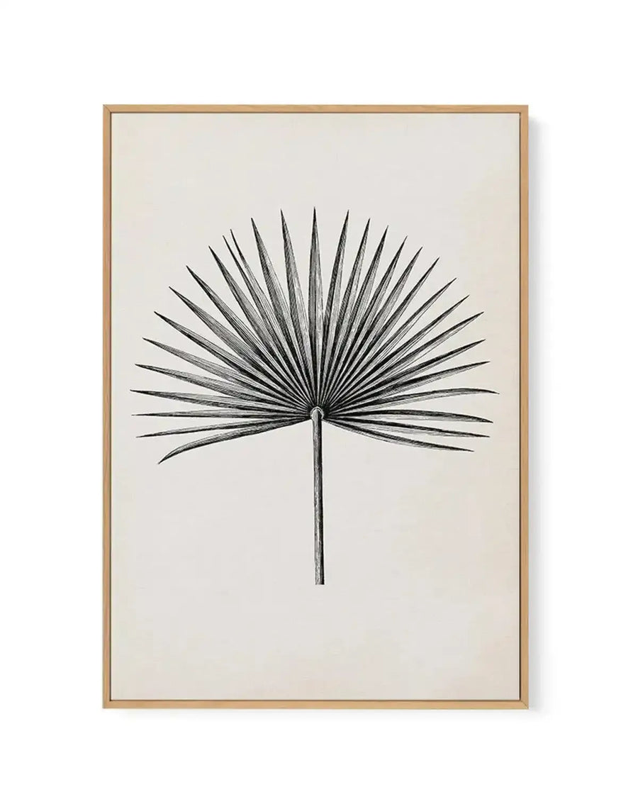 Fan Palm II | Framed Canvas-CANVAS-You can shop wall art online with Olive et Oriel for everything from abstract art to fun kids wall art. Our beautiful modern art prints and canvas art are available from large canvas prints to wall art paintings and our proudly Australian artwork collection offers only the highest quality framed large wall art and canvas art Australia - You can buy fashion photography prints or Hampton print posters and paintings on canvas from Olive et Oriel and have them deli