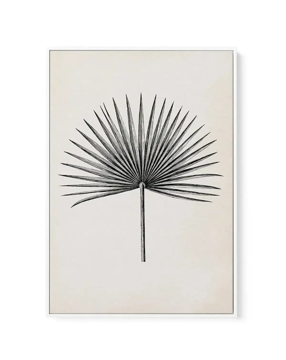 Fan Palm II | Framed Canvas-CANVAS-You can shop wall art online with Olive et Oriel for everything from abstract art to fun kids wall art. Our beautiful modern art prints and canvas art are available from large canvas prints to wall art paintings and our proudly Australian artwork collection offers only the highest quality framed large wall art and canvas art Australia - You can buy fashion photography prints or Hampton print posters and paintings on canvas from Olive et Oriel and have them deli