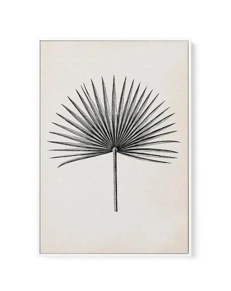 Fan Palm II | Framed Canvas-CANVAS-You can shop wall art online with Olive et Oriel for everything from abstract art to fun kids wall art. Our beautiful modern art prints and canvas art are available from large canvas prints to wall art paintings and our proudly Australian artwork collection offers only the highest quality framed large wall art and canvas art Australia - You can buy fashion photography prints or Hampton print posters and paintings on canvas from Olive et Oriel and have them deli