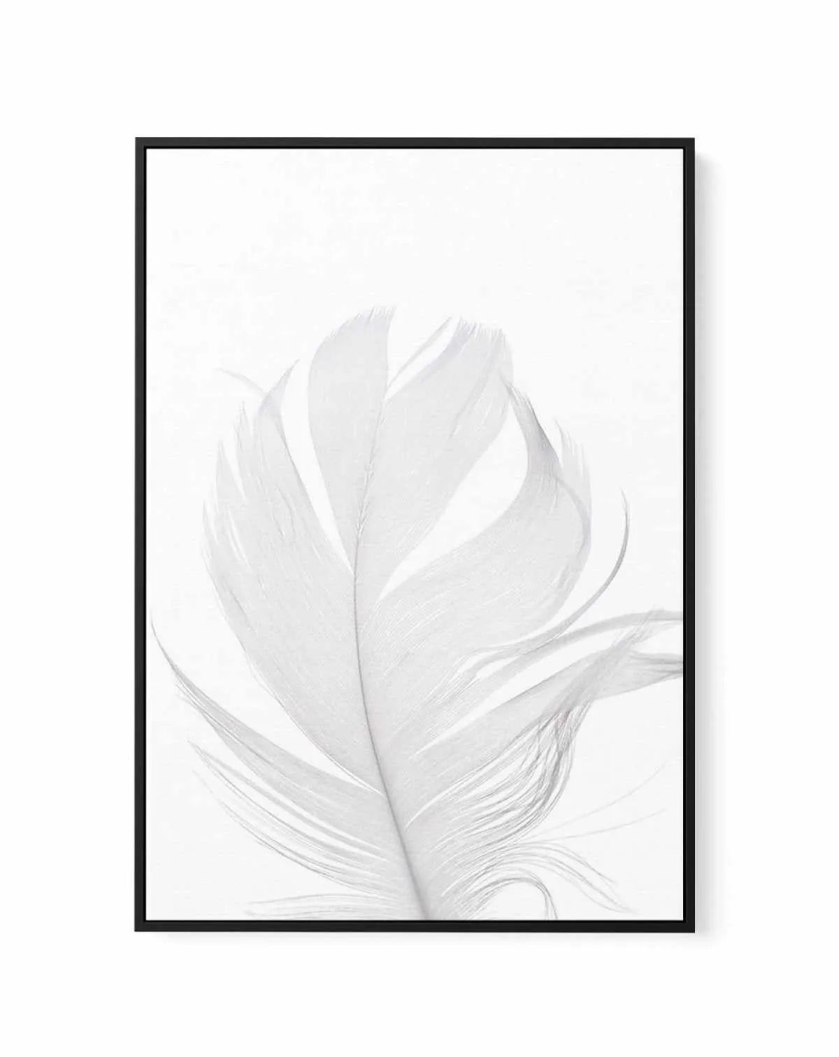 Feather II | White | Framed Canvas-CANVAS-You can shop wall art online with Olive et Oriel for everything from abstract art to fun kids wall art. Our beautiful modern art prints and canvas art are available from large canvas prints to wall art paintings and our proudly Australian artwork collection offers only the highest quality framed large wall art and canvas art Australia - You can buy fashion photography prints or Hampton print posters and paintings on canvas from Olive et Oriel and have th