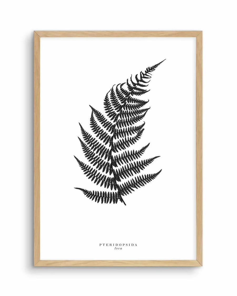 Framed botanical art print featuring a detailed black ink illustration of a fern frond with multiple delicate, feathered leaflets arranged symmetrically along a central stem. The fern is rendered in fine line work against a white background, creating a minimalist, scientific illustration aesthetic. The print includes the botanical label "PTERIDOPSIDA fern" in small serif type at the bottom. The artwork is displayed in a natural wood frame with a white border, mounted on white paper.
