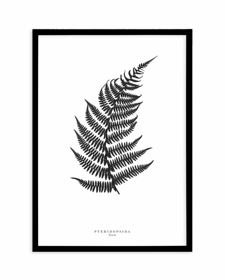 Black and white line illustration of a fern frond with multiple layered leaflets arranged symmetrically along a central stem, tapering to a point at the top. The botanical drawing displays fine, detailed linework showing the delicate structure of each individual leaflet. Text reading "PTERIDOPSIDA fern" appears centered below the illustration. The artwork is presented in a black frame with white border against a white background.
