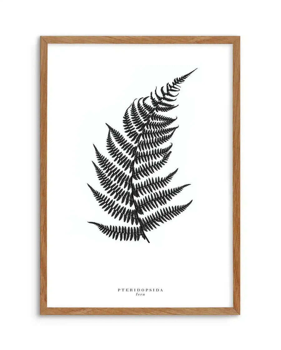 Black and white botanical illustration of a fern frond displayed in a natural wood frame with white background. The fern features delicate, feathery pinnate leaves arranged symmetrically along a central stem, rendered in fine black ink line work with detailed cross-hatching. The scientific name "PTERIDOPSIDA fern" appears in small text at the bottom center. The minimalist composition emphasizes the geometric natural pattern of the fern's structure against the clean white field.