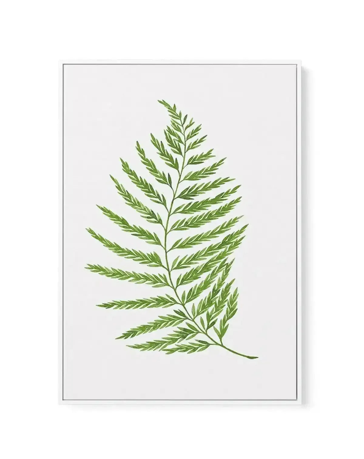 Fern on Grey II | Framed Canvas-CANVAS-You can shop wall art online with Olive et Oriel for everything from abstract art to fun kids wall art. Our beautiful modern art prints and canvas art are available from large canvas prints to wall art paintings and our proudly Australian artwork collection offers only the highest quality framed large wall art and canvas art Australia - You can buy fashion photography prints or Hampton print posters and paintings on canvas from Olive et Oriel and have them 