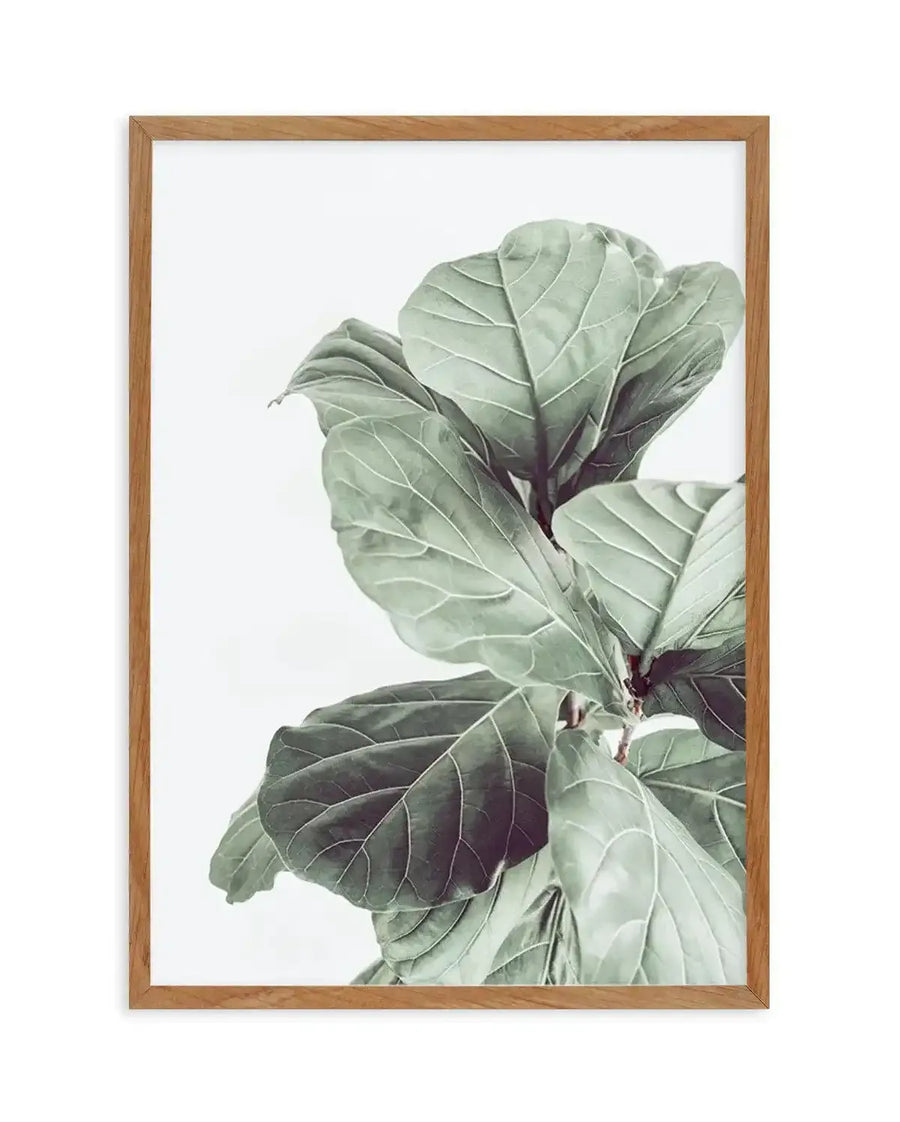 Framed photography art print featuring a close-up of large, broad fiddle leaf fig leaves in varying shades of muted green with prominent veins, displayed in a natural oak frame with white border.