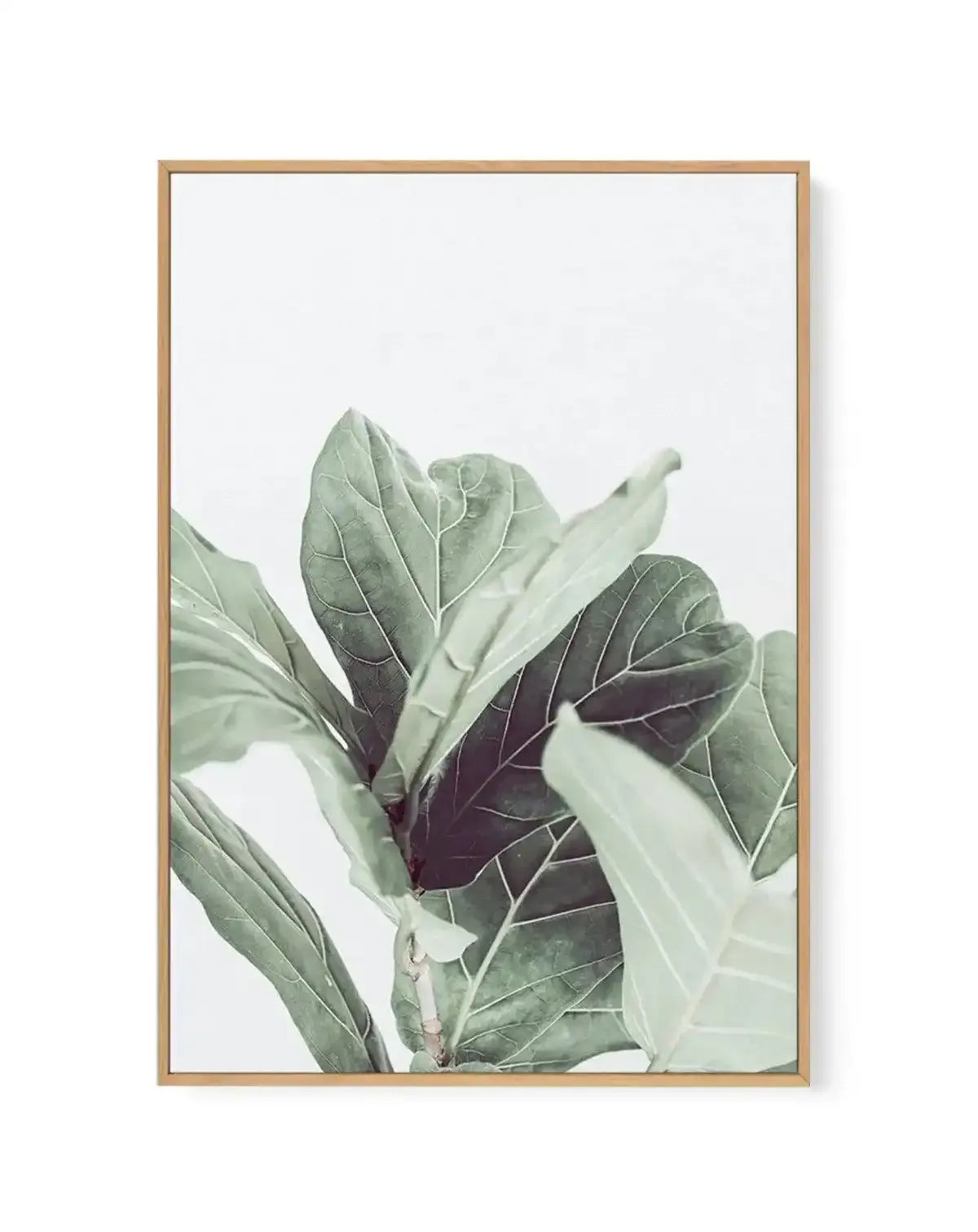 Fiddle Fig II | Framed Canvas-CANVAS-You can shop wall art online with Olive et Oriel for everything from abstract art to fun kids wall art. Our beautiful modern art prints and canvas art are available from large canvas prints to wall art paintings and our proudly Australian artwork collection offers only the highest quality framed large wall art and canvas art Australia - You can buy fashion photography prints or Hampton print posters and paintings on canvas from Olive et Oriel and have them de