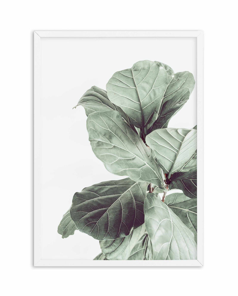 SALE 60x90 Fiddle Fig I | White | Framed Acrylic Art
