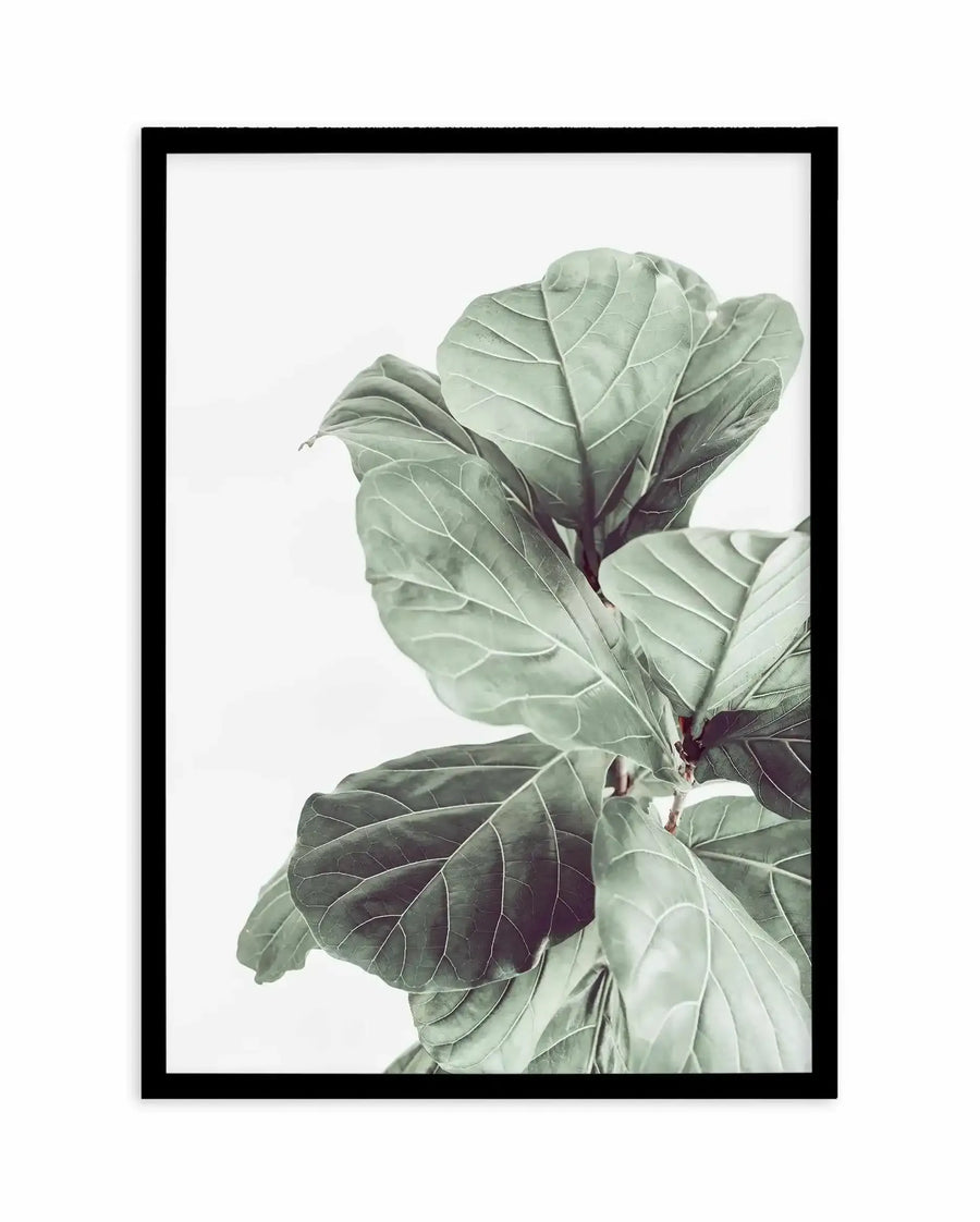 Framed art print featuring a botanical illustration of fiddle fig leaves in muted sage green and soft gray tones. The vertical composition shows layered leaves with visible veining and subtle color variations, creating depth against a white background. Black wooden frame with white border. Minimalist, naturalistic aesthetic with soft, watercolor-like quality.