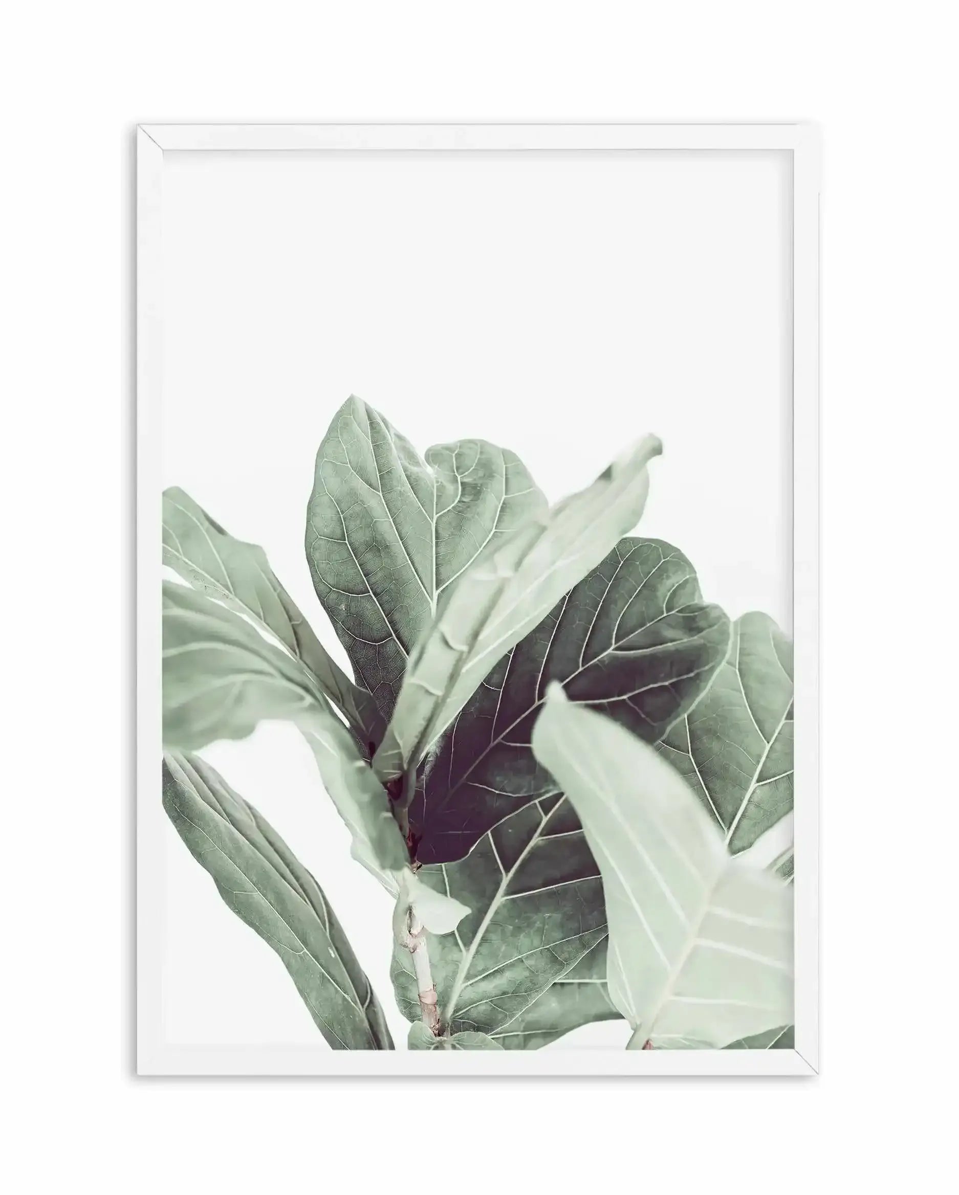 Fiddle Fig II Art Print-PRINT-Olive et Oriel-Olive et Oriel-A4 | 8.3" x 11.7" | 21 x 29.7cm-White-With White Border-Buy-Australian-Art-Prints-Online-with-Olive-et-Oriel-Your-Artwork-Specialists-Austrailia-Decorate-With-Coastal-Photo-Wall-Art-Prints-From-Our-Beach-House-Artwork-Collection-Fine-Poster-and-Framed-Artwork