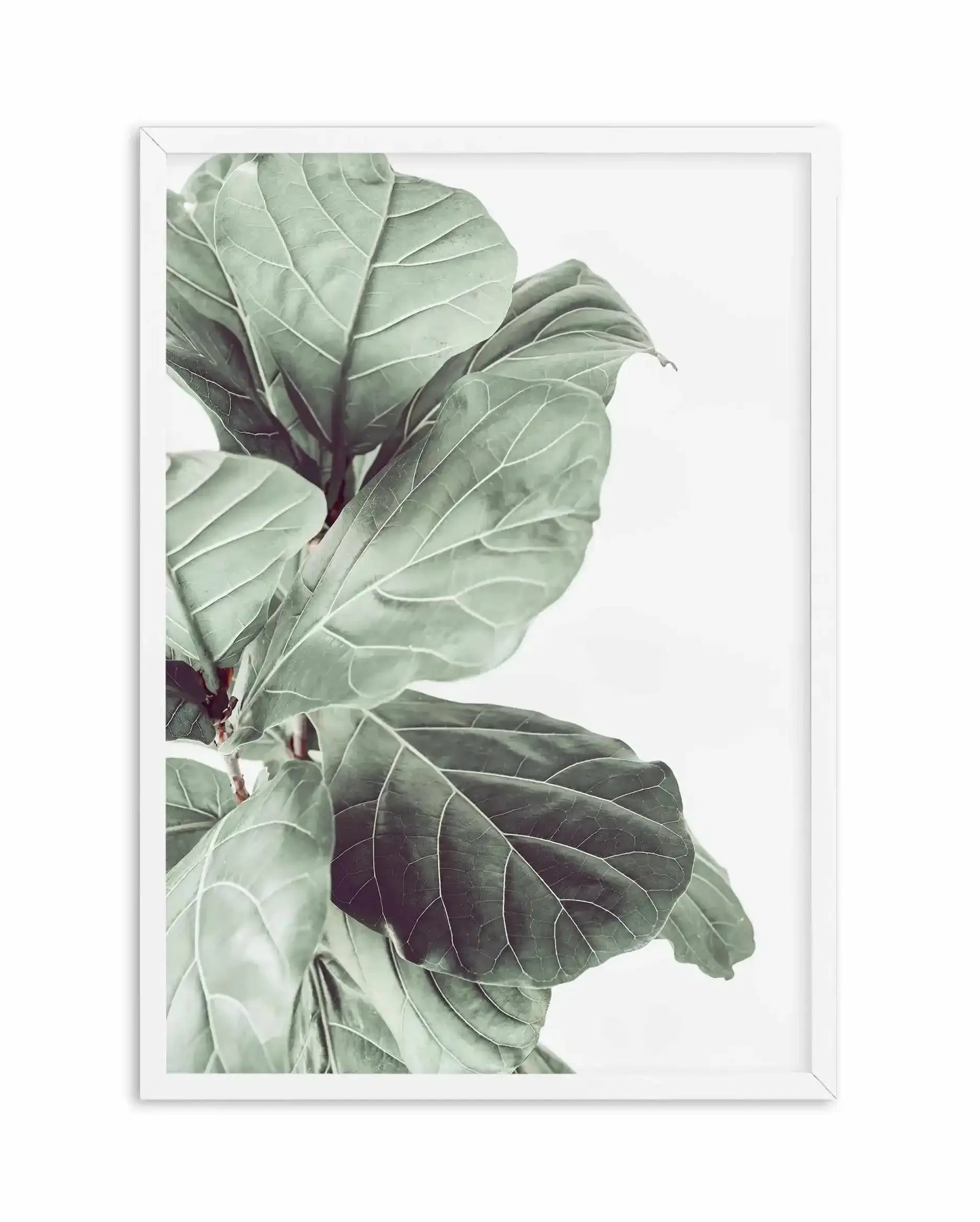 fiddle leaf fig print Botanical Photography Wall Art Print