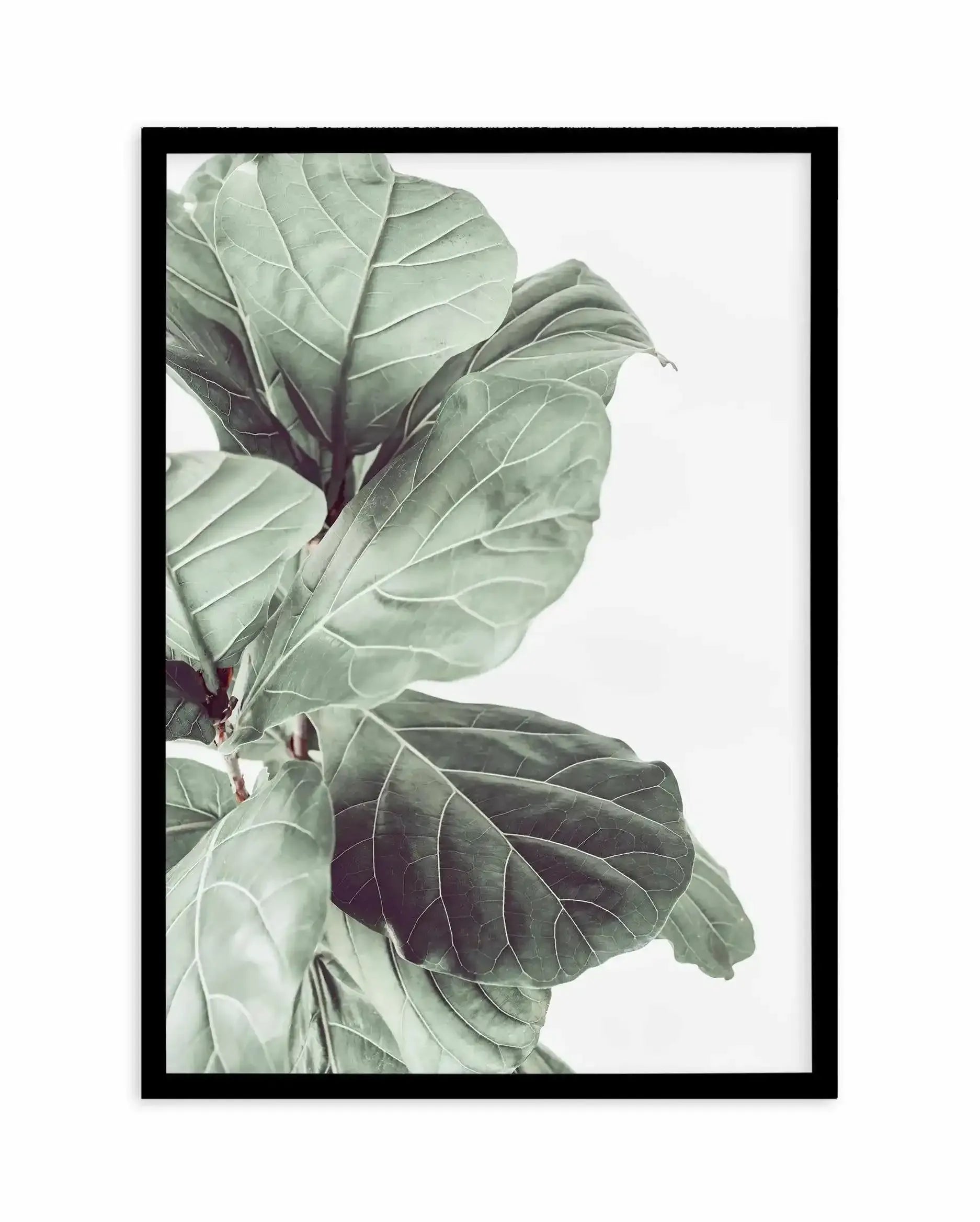 Fiddle Fig III Art Print-PRINT-Olive et Oriel-Olive et Oriel-A4 | 8.3" x 11.7" | 21 x 29.7cm-Black-With White Border-Buy-Australian-Art-Prints-Online-with-Olive-et-Oriel-Your-Artwork-Specialists-Austrailia-Decorate-With-Coastal-Photo-Wall-Art-Prints-From-Our-Beach-House-Artwork-Collection-Fine-Poster-and-Framed-Artwork