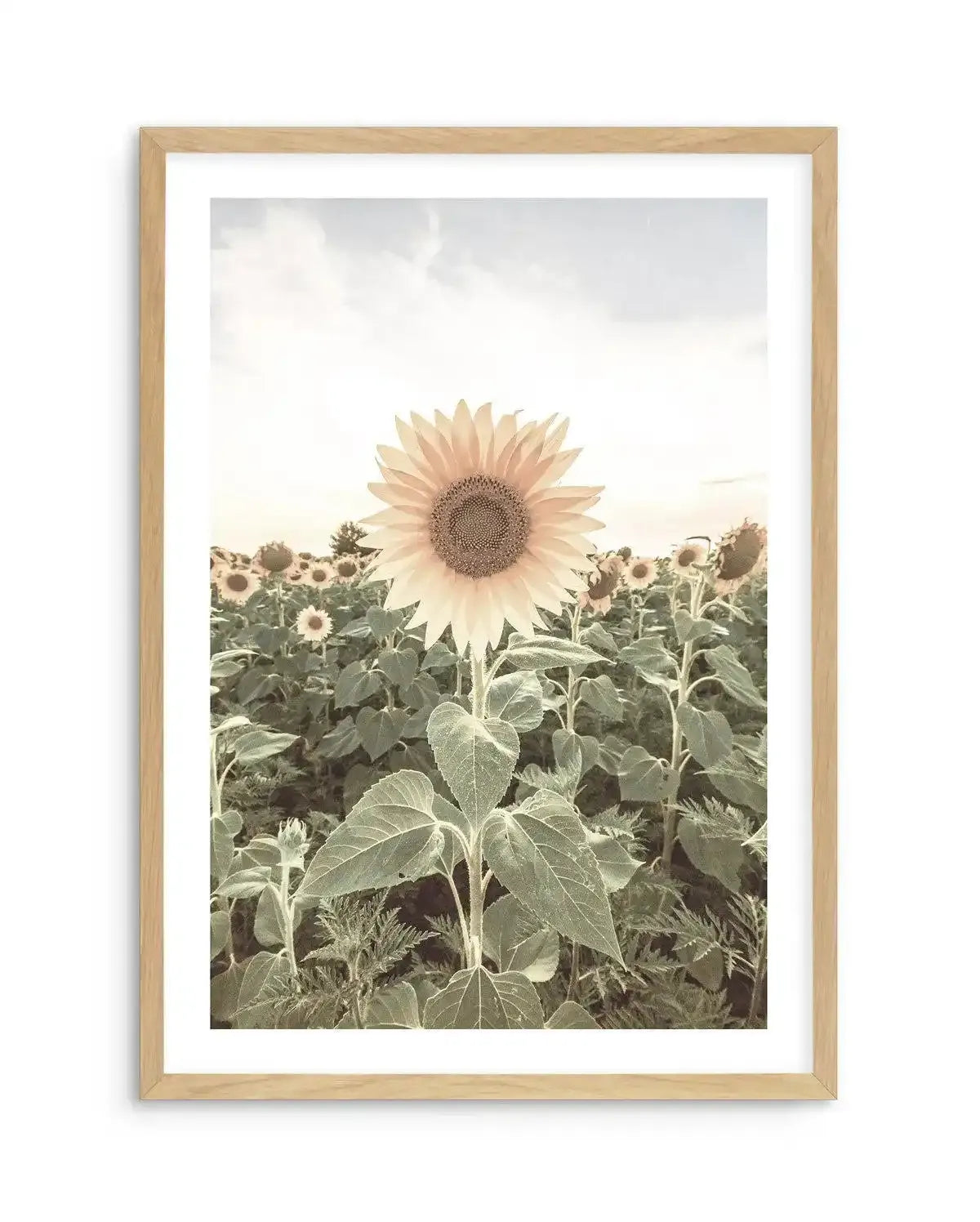Field of Sunflowers Art Print-PRINT-Olive et Oriel-Olive et Oriel-A5 | 5.8" x 8.3" | 14.8 x 21cm-Oak-With White Border-Buy-Australian-Art-Prints-Online-with-Olive-et-Oriel-Your-Artwork-Specialists-Austrailia-Decorate-With-Coastal-Photo-Wall-Art-Prints-From-Our-Beach-House-Artwork-Collection-Fine-Poster-and-Framed-Artwork