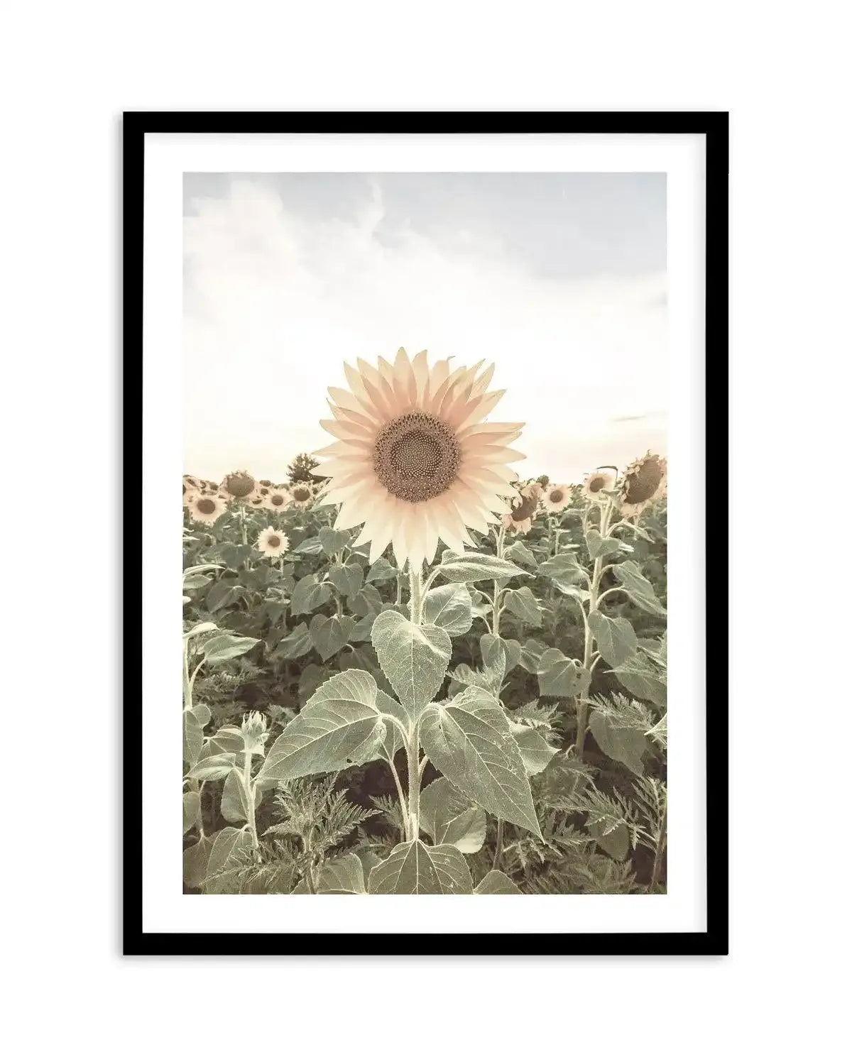 Field of Sunflowers Art Print-PRINT-Olive et Oriel-Olive et Oriel-A5 | 5.8" x 8.3" | 14.8 x 21cm-Black-With White Border-Buy-Australian-Art-Prints-Online-with-Olive-et-Oriel-Your-Artwork-Specialists-Austrailia-Decorate-With-Coastal-Photo-Wall-Art-Prints-From-Our-Beach-House-Artwork-Collection-Fine-Poster-and-Framed-Artwork