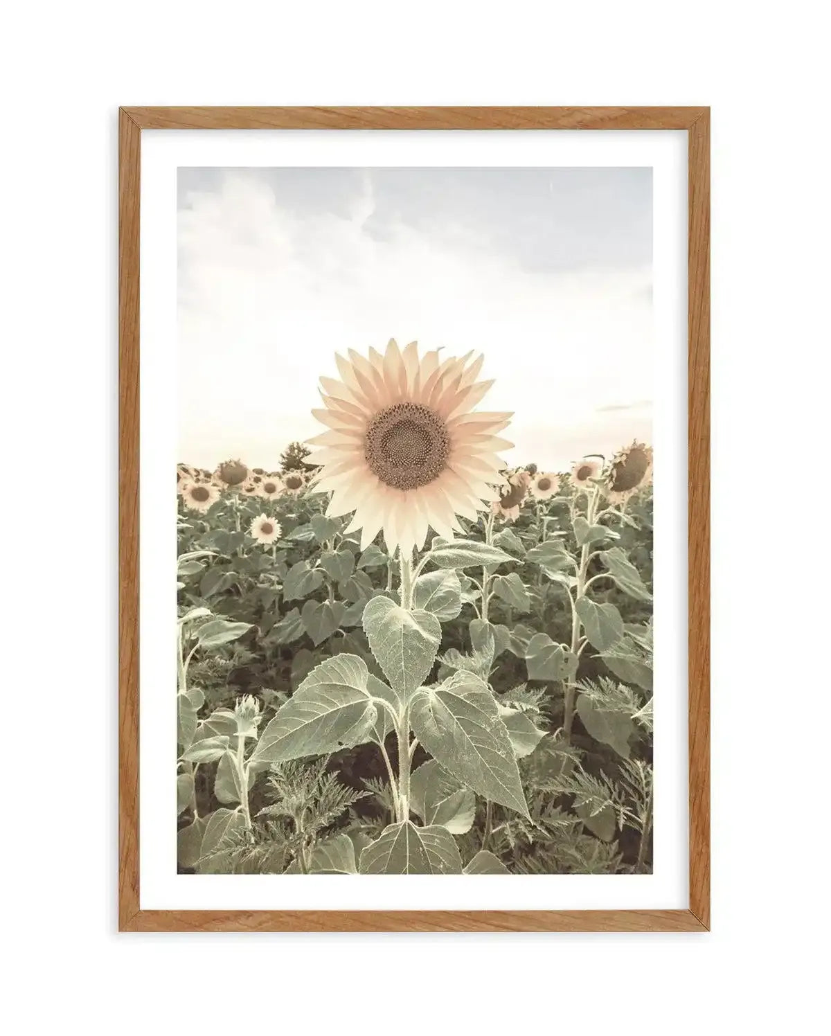 Field of Sunflowers Art Print-PRINT-Olive et Oriel-Olive et Oriel-Buy-Australian-Art-Prints-Online-with-Olive-et-Oriel-Your-Artwork-Specialists-Austrailia-Decorate-With-Coastal-Photo-Wall-Art-Prints-From-Our-Beach-House-Artwork-Collection-Fine-Poster-and-Framed-Artwork
