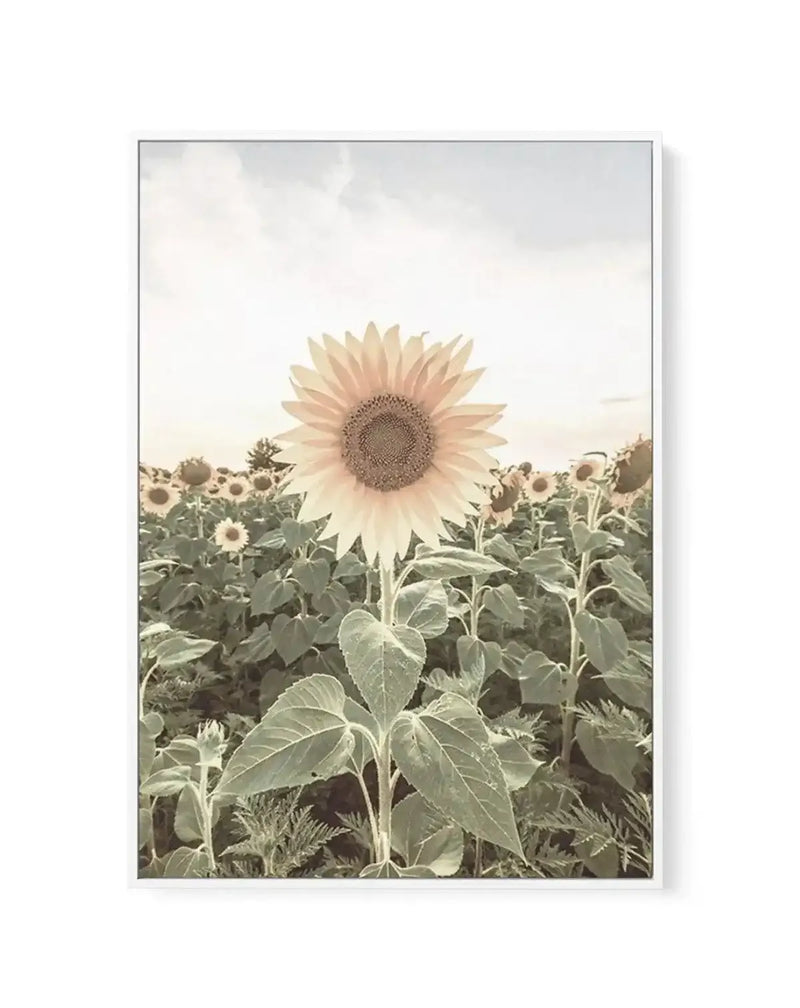 Framed canvas art print featuring a close-up photograph of a pale yellow sunflower with a detailed brown seed center, positioned prominently in the foreground. The background shows a soft-focus field of additional sunflowers in varying stages of bloom, with muted green foliage and a hazy, overcast sky in cream and gray tones. The image has a soft, vintage aesthetic with warm, desaturated colors. The canvas is mounted in a gray frame with a white border.
