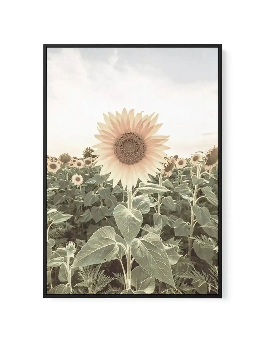 Framed canvas art print featuring a close-up photograph of a pale cream and blush pink sunflower with a detailed brown seed center, positioned centrally in the foreground. The background shows a sprawling sunflower field with green foliage and additional blooms in soft focus under an overcast sky. The image has warm, muted tones with a vintage quality. The canvas is mounted in a black frame with a white border.