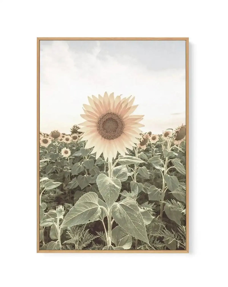 Framed canvas art print featuring a photograph of a sunflower field. A single pale yellow sunflower with a brown seed center dominates the foreground in sharp focus, while rows of smaller sunflowers blur into the background. Green stems and textured leaves fill the lower portion. The sky above is overcast and hazy. The canvas is mounted in a natural wood frame with a white border.