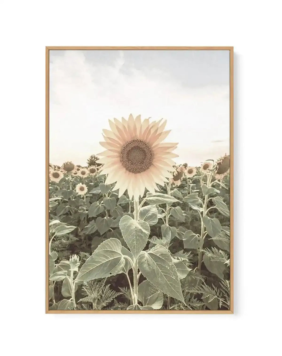 Framed canvas art print featuring a photograph of a sunflower field. A single pale yellow sunflower with a brown seed center dominates the foreground in sharp focus, while rows of smaller sunflowers blur into the background. Green stems and textured leaves fill the lower portion. The sky above is overcast and hazy. The canvas is mounted in a natural wood frame with a white border.