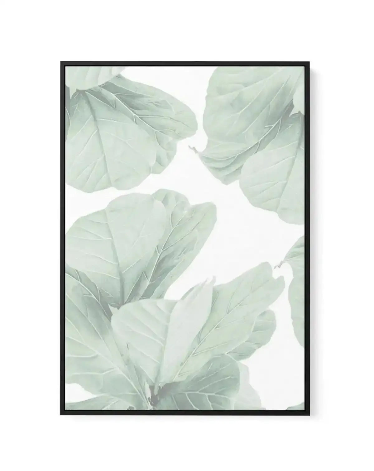 Fig Leaves II | Framed Canvas-CANVAS-You can shop wall art online with Olive et Oriel for everything from abstract art to fun kids wall art. Our beautiful modern art prints and canvas art are available from large canvas prints to wall art paintings and our proudly Australian artwork collection offers only the highest quality framed large wall art and canvas art Australia - You can buy fashion photography prints or Hampton print posters and paintings on canvas from Olive et Oriel and have them de