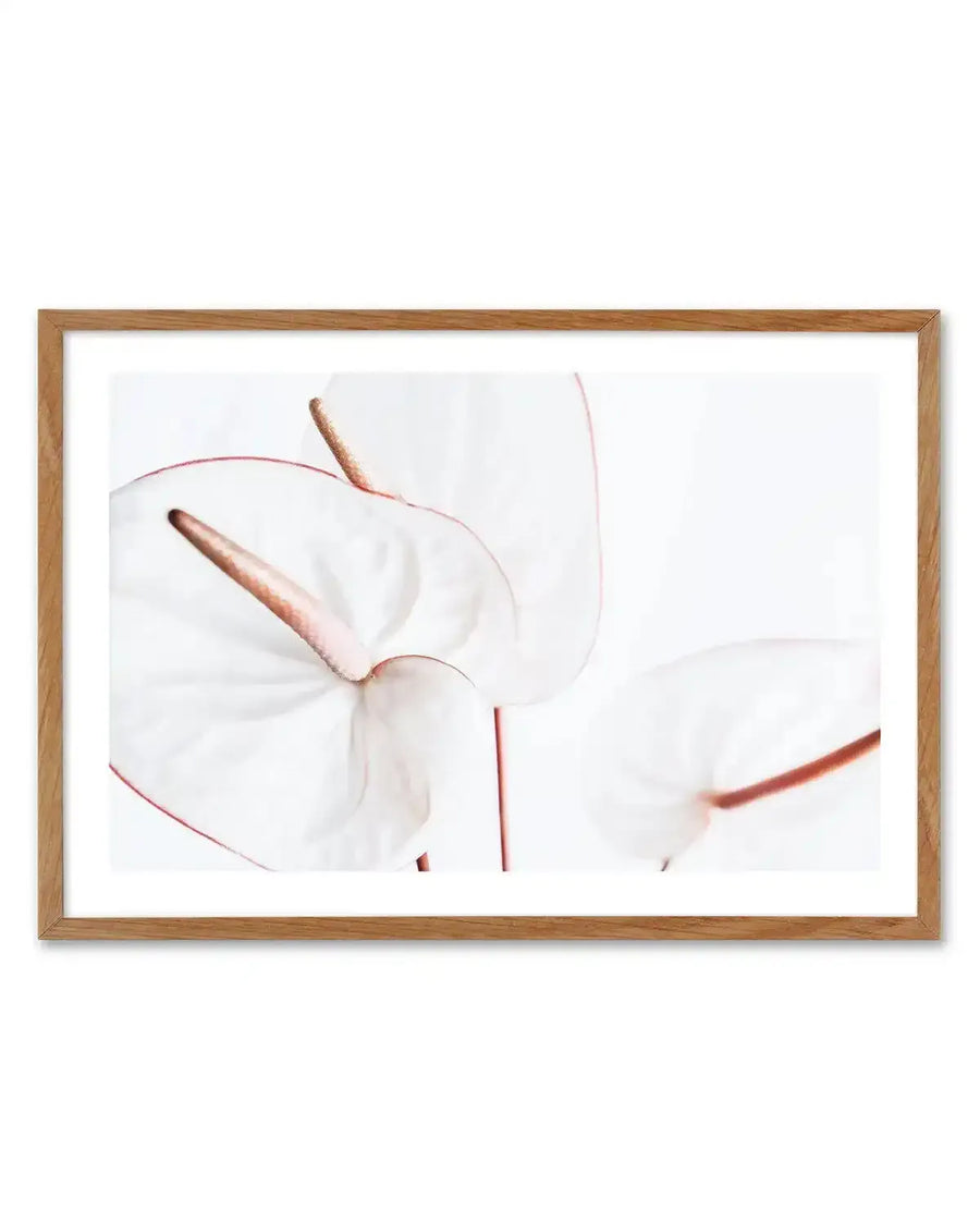 Framed art print featuring a minimalist watercolor illustration of white anthurium flowers with dusty rose and copper-toned accents. The delicate blooms are shown against a soft, neutral background with gentle color gradients. The artwork is displayed in a natural wood frame with a white border, creating a serene, botanical aesthetic.