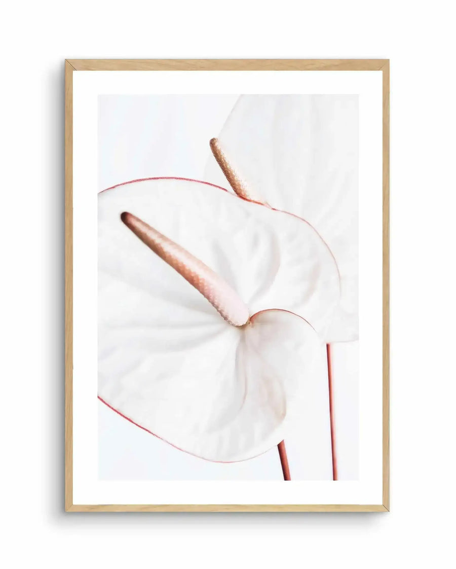 Framed art print featuring a close-up illustration of a white flower with dusty rose-pink veins and details. Two brown-bronze stamens extend upward from the center. The artwork has a soft, watercolor quality with subtle shading against a pale background. Natural wood frame with white border.