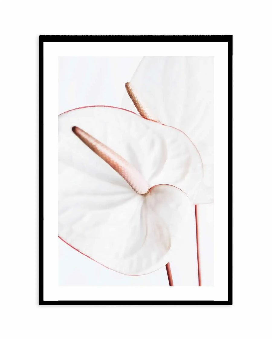 Framed art print featuring a minimalist illustration of a white flower with blush pink veins and two bronze-toned stamens against a soft white background. The delicate botanical artwork is displayed in a black frame with a white border, creating a clean, modern presentation of the floral design.