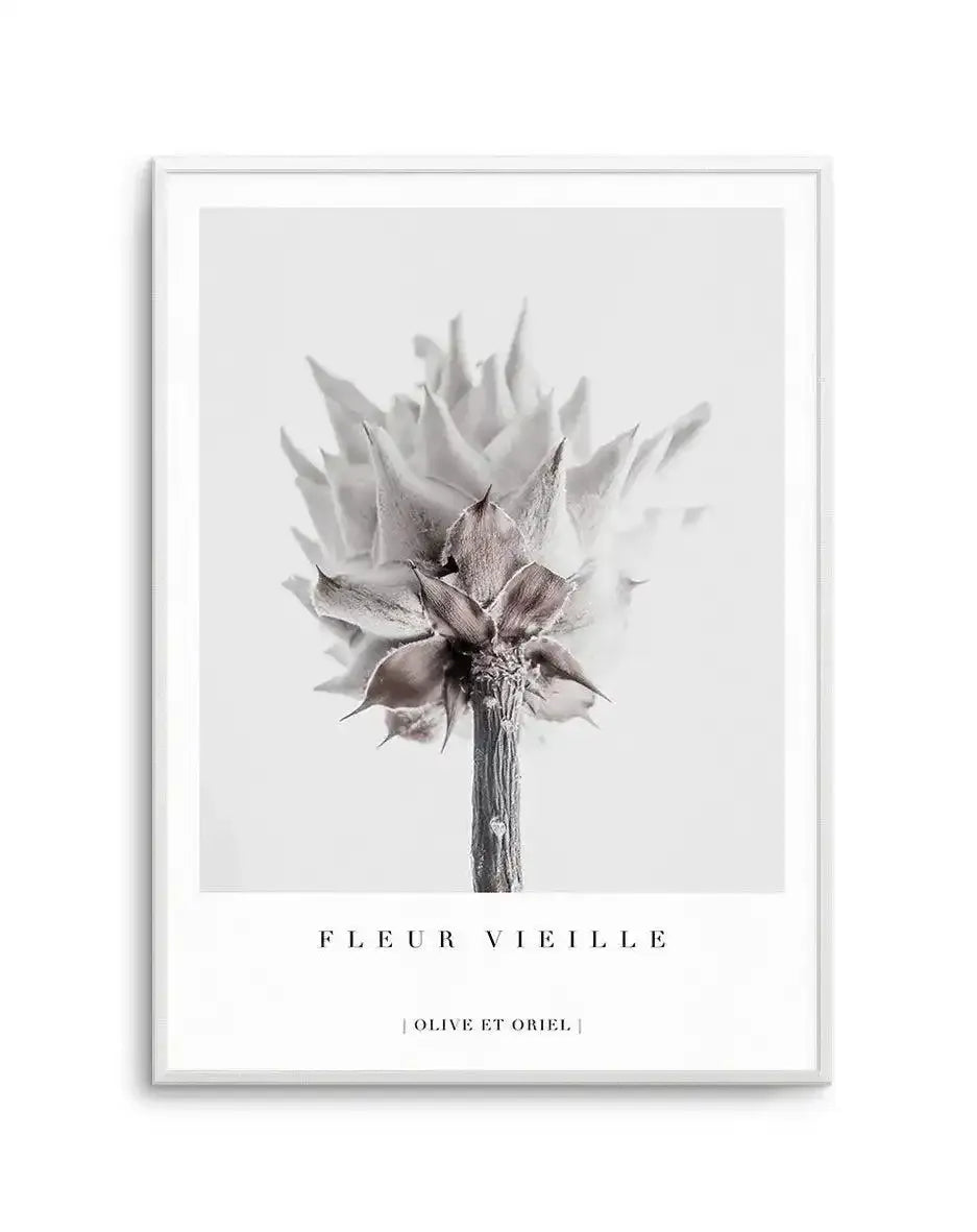 Fleur Vieille | King Protea Art Print-PRINT-Olive et Oriel-Olive et Oriel-A4 | 8.3" x 11.7" | 21 x 29.7cm-Unframed Art Print-With White Border-Buy-Australian-Art-Prints-Online-with-Olive-et-Oriel-Your-Artwork-Specialists-Austrailia-Decorate-With-Coastal-Photo-Wall-Art-Prints-From-Our-Beach-House-Artwork-Collection-Fine-Poster-and-Framed-Artwork