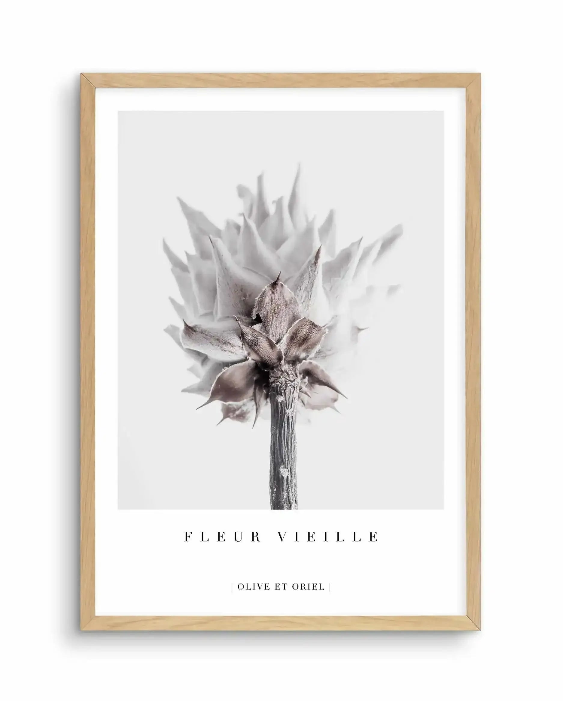 Fleur Vieille | King Protea Art Print-PRINT-Olive et Oriel-Olive et Oriel-A4 | 8.3" x 11.7" | 21 x 29.7cm-Oak-With White Border-Buy-Australian-Art-Prints-Online-with-Olive-et-Oriel-Your-Artwork-Specialists-Austrailia-Decorate-With-Coastal-Photo-Wall-Art-Prints-From-Our-Beach-House-Artwork-Collection-Fine-Poster-and-Framed-Artwork