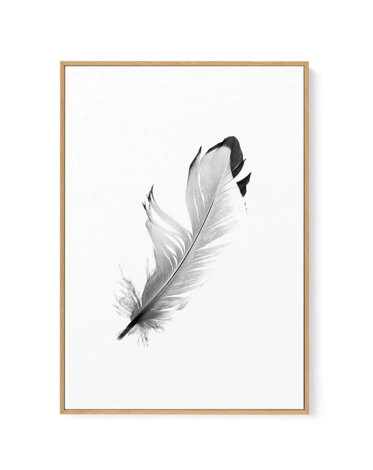 Floating Feather | Framed Canvas-CANVAS-You can shop wall art online with Olive et Oriel for everything from abstract art to fun kids wall art. Our beautiful modern art prints and canvas art are available from large canvas prints to wall art paintings and our proudly Australian artwork collection offers only the highest quality framed large wall art and canvas art Australia - You can buy fashion photography prints or Hampton print posters and paintings on canvas from Olive et Oriel and have them