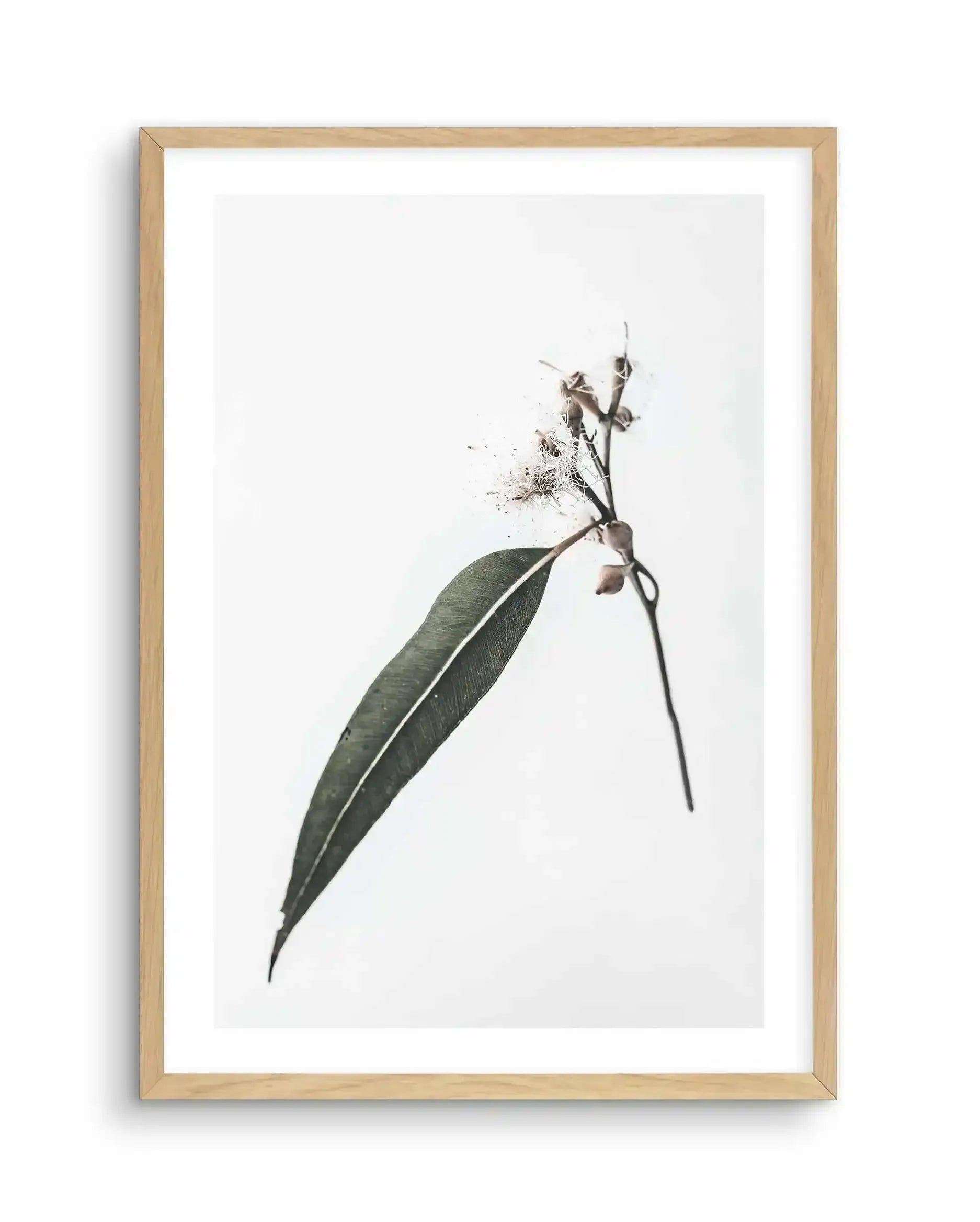 Floating Gum Art Print-PRINT-Olive et Oriel-Olive et Oriel-A4 | 8.3" x 11.7" | 21 x 29.7cm-Oak-With White Border-Buy-Australian-Art-Prints-Online-with-Olive-et-Oriel-Your-Artwork-Specialists-Austrailia-Decorate-With-Coastal-Photo-Wall-Art-Prints-From-Our-Beach-House-Artwork-Collection-Fine-Poster-and-Framed-Artwork
