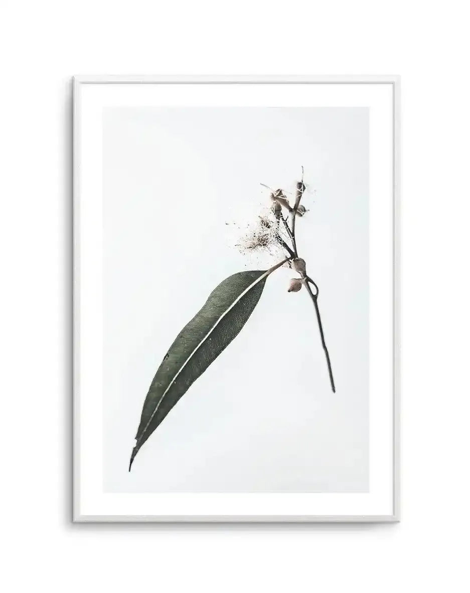 Floating Gum Art Print-PRINT-Olive et Oriel-Olive et Oriel-A4 | 8.3" x 11.7" | 21 x 29.7cm-Unframed Art Print-With White Border-Buy-Australian-Art-Prints-Online-with-Olive-et-Oriel-Your-Artwork-Specialists-Austrailia-Decorate-With-Coastal-Photo-Wall-Art-Prints-From-Our-Beach-House-Artwork-Collection-Fine-Poster-and-Framed-Artwork
