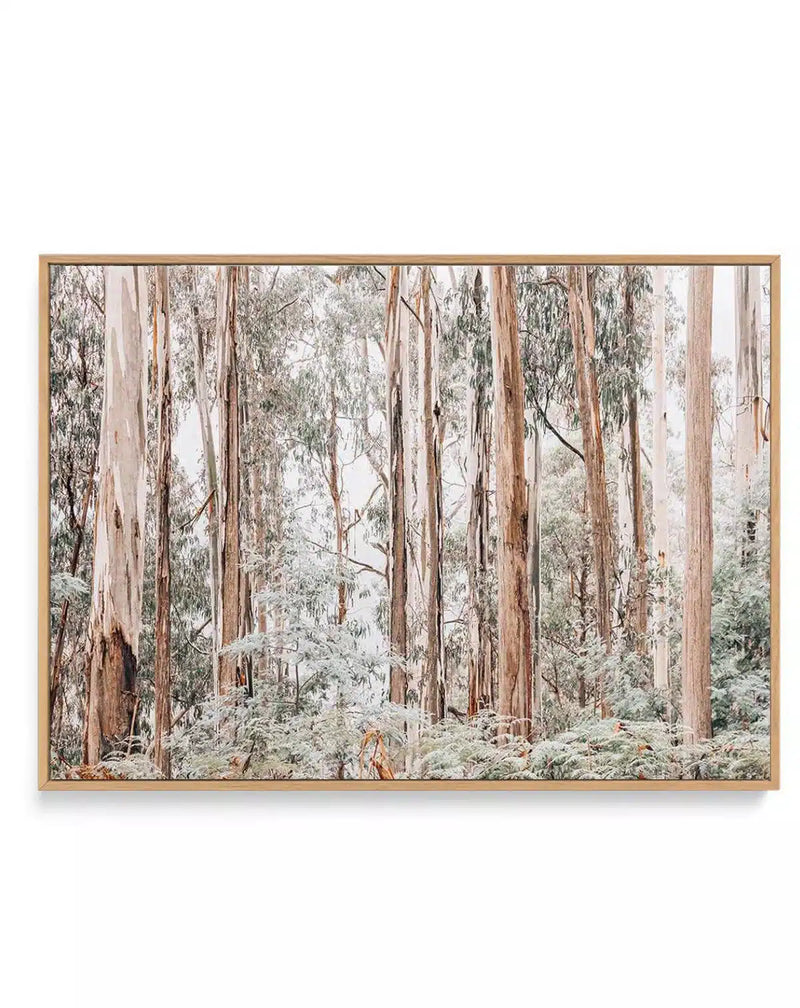 SALE 70x100 Through the Gumtrees LS | Oak | Framed Canvas Art