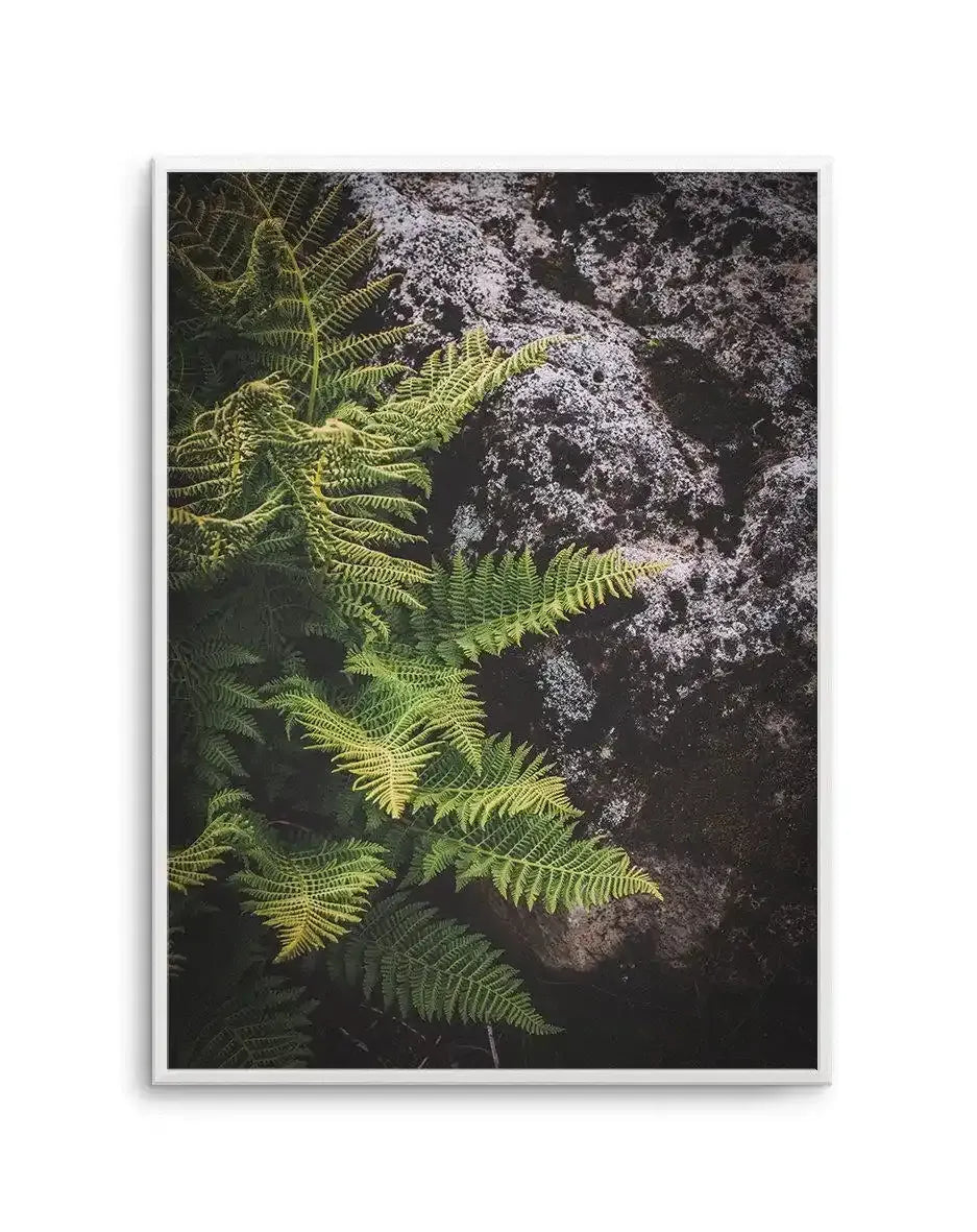 Forest Fern I Art Print-PRINT-Olive et Oriel-Olive et Oriel-A5 | 5.8" x 8.3" | 14.8 x 21cm-Unframed Art Print-With White Border-Buy-Australian-Art-Prints-Online-with-Olive-et-Oriel-Your-Artwork-Specialists-Austrailia-Decorate-With-Coastal-Photo-Wall-Art-Prints-From-Our-Beach-House-Artwork-Collection-Fine-Poster-and-Framed-Artwork