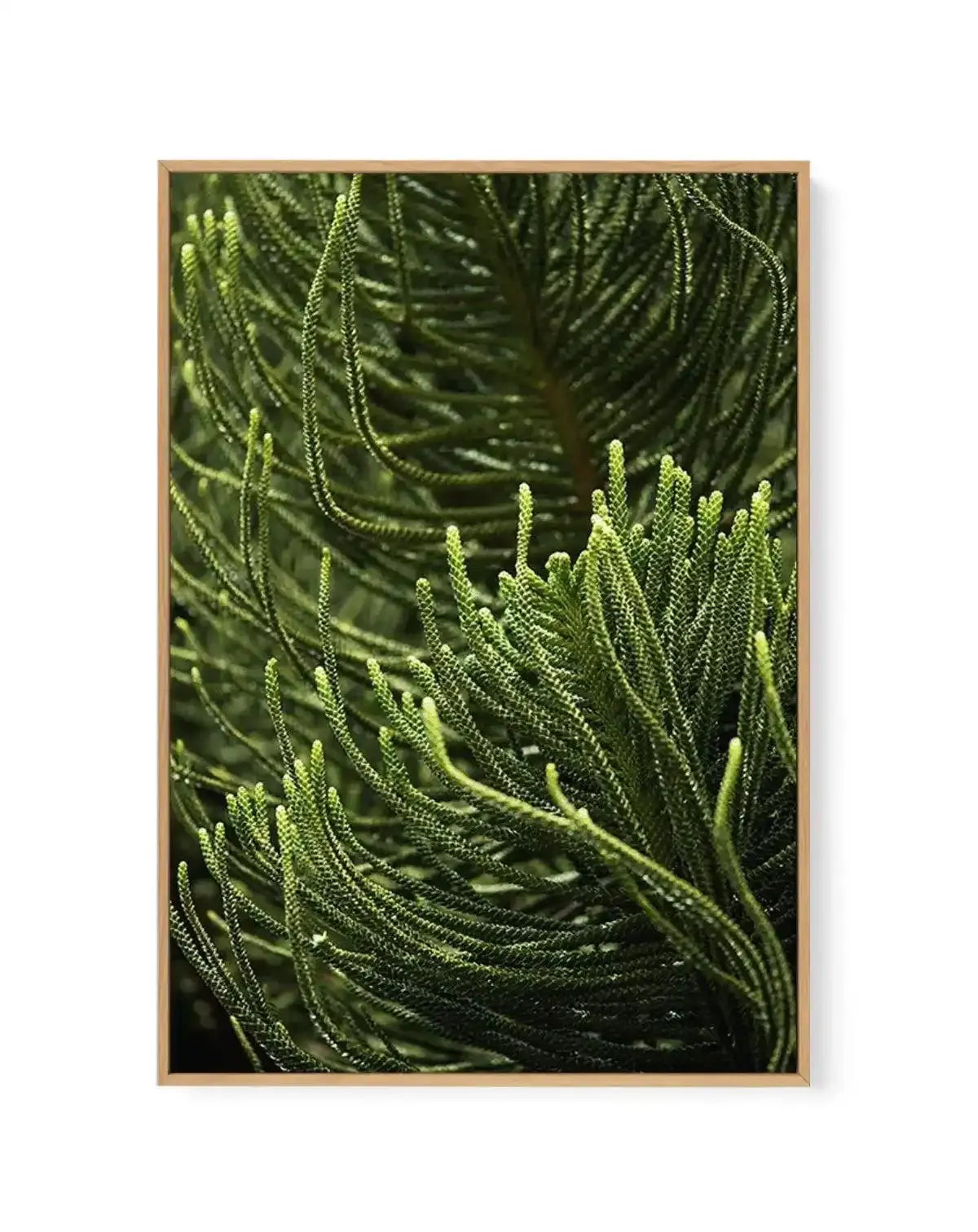 Foret Verte | Framed Canvas-CANVAS-You can shop wall art online with Olive et Oriel for everything from abstract art to fun kids wall art. Our beautiful modern art prints and canvas art are available from large canvas prints to wall art paintings and our proudly Australian artwork collection offers only the highest quality framed large wall art and canvas art Australia - You can buy fashion photography prints or Hampton print posters and paintings on canvas from Olive et Oriel and have them deli