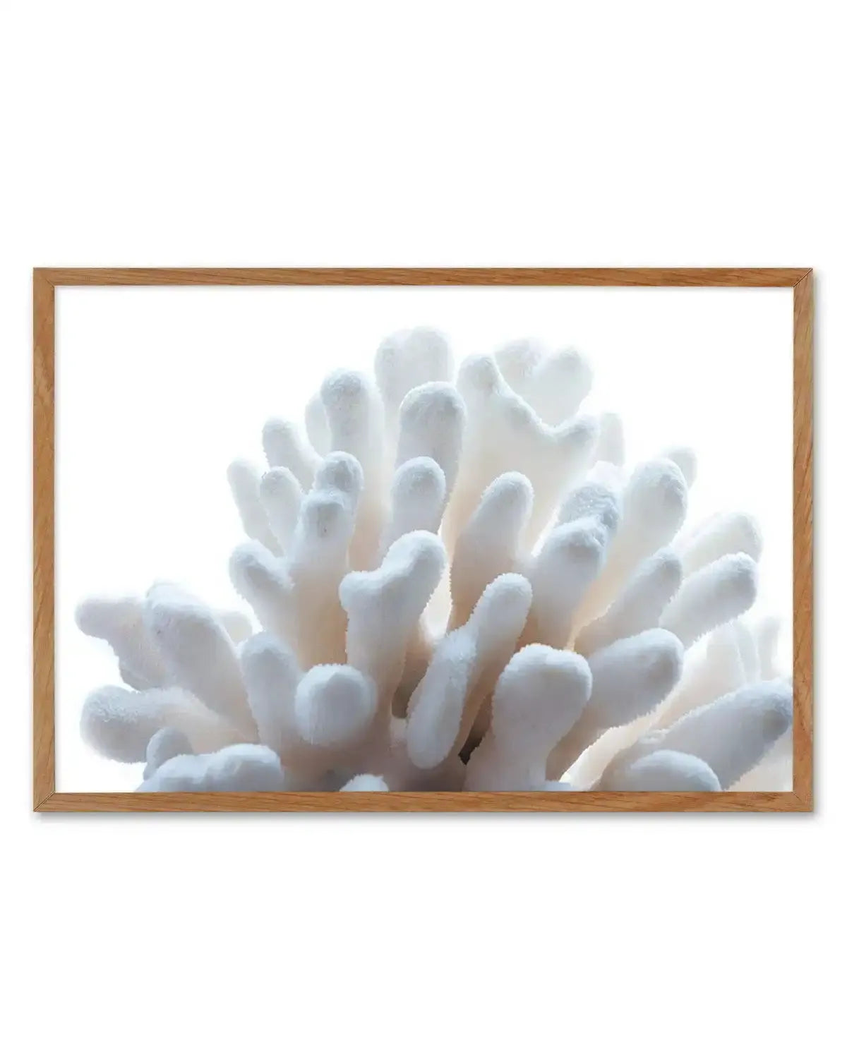 Golden Coral | LS Art Print-PRINT-Olive et Oriel-Olive et Oriel-50x70 cm | 19.6" x 27.5"-Walnut-With White Border-Buy-Australian-Art-Prints-Online-with-Olive-et-Oriel-Your-Artwork-Specialists-Austrailia-Decorate-With-Coastal-Photo-Wall-Art-Prints-From-Our-Beach-House-Artwork-Collection-Fine-Poster-and-Framed-Artwork