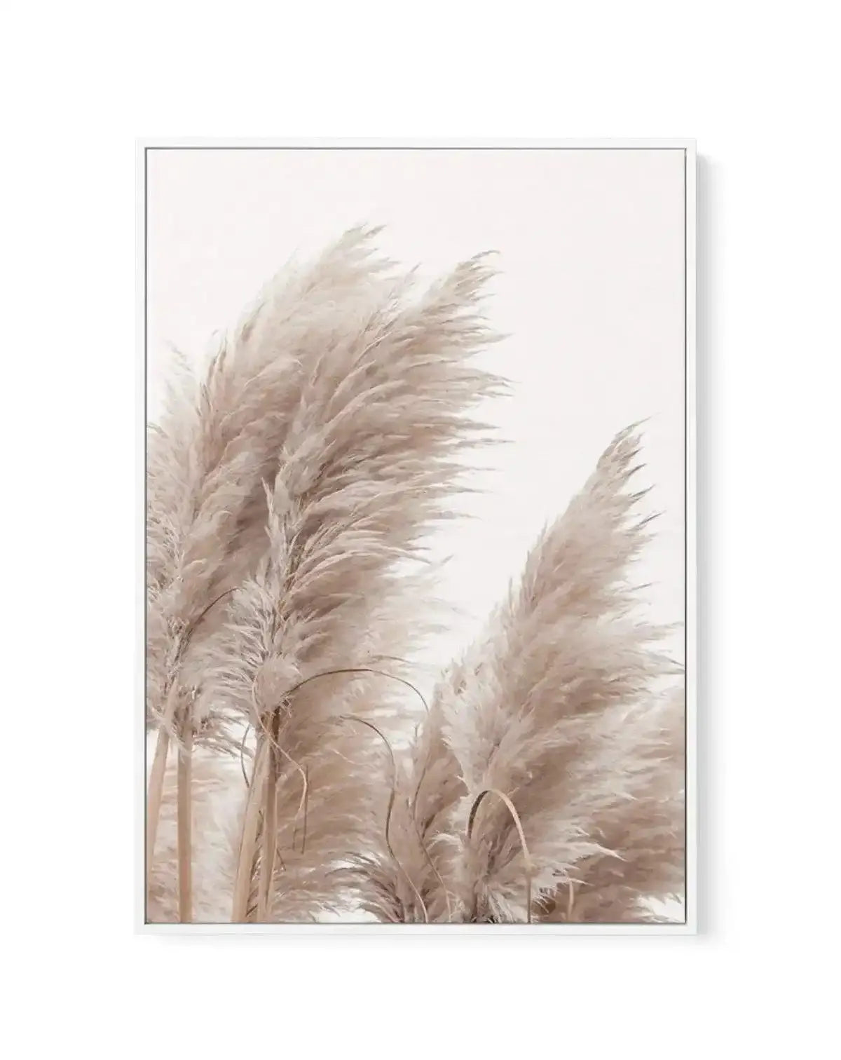 Golden Pampas II | Framed Canvas-CANVAS-You can shop wall art online with Olive et Oriel for everything from abstract art to fun kids wall art. Our beautiful modern art prints and canvas art are available from large canvas prints to wall art paintings and our proudly Australian artwork collection offers only the highest quality framed large wall art and canvas art Australia - You can buy fashion photography prints or Hampton print posters and paintings on canvas from Olive et Oriel and have them
