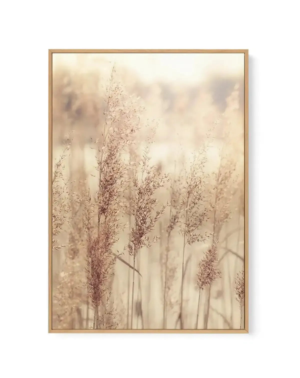 Golden Seagrass | Framed Canvas-CANVAS-You can shop wall art online with Olive et Oriel for everything from abstract art to fun kids wall art. Our beautiful modern art prints and canvas art are available from large canvas prints to wall art paintings and our proudly Australian artwork collection offers only the highest quality framed large wall art and canvas art Australia - You can buy fashion photography prints or Hampton print posters and paintings on canvas from Olive et Oriel and have them 