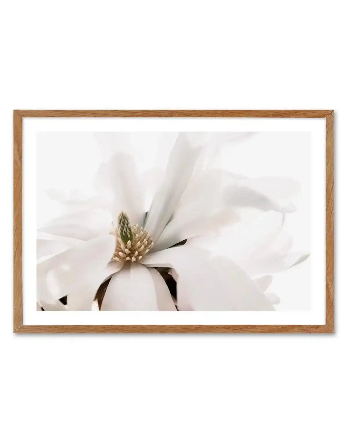 Grace Magnolia Art Print-PRINT-Olive et Oriel-Olive et Oriel-Buy-Australian-Art-Prints-Online-with-Olive-et-Oriel-Your-Artwork-Specialists-Austrailia-Decorate-With-Coastal-Photo-Wall-Art-Prints-From-Our-Beach-House-Artwork-Collection-Fine-Poster-and-Framed-Artwork