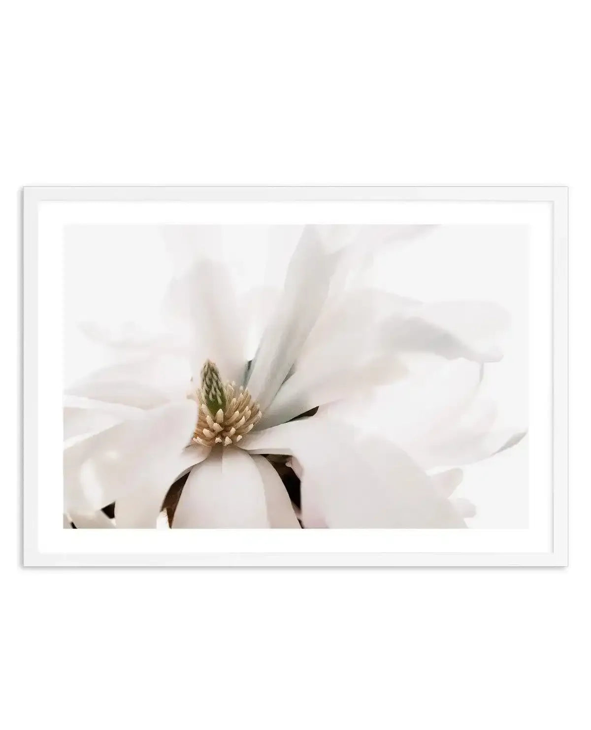 Grace Magnolia Art Print-PRINT-Olive et Oriel-Olive et Oriel-A5 | 5.8" x 8.3" | 14.8 x 21cm-White-With White Border-Buy-Australian-Art-Prints-Online-with-Olive-et-Oriel-Your-Artwork-Specialists-Austrailia-Decorate-With-Coastal-Photo-Wall-Art-Prints-From-Our-Beach-House-Artwork-Collection-Fine-Poster-and-Framed-Artwork