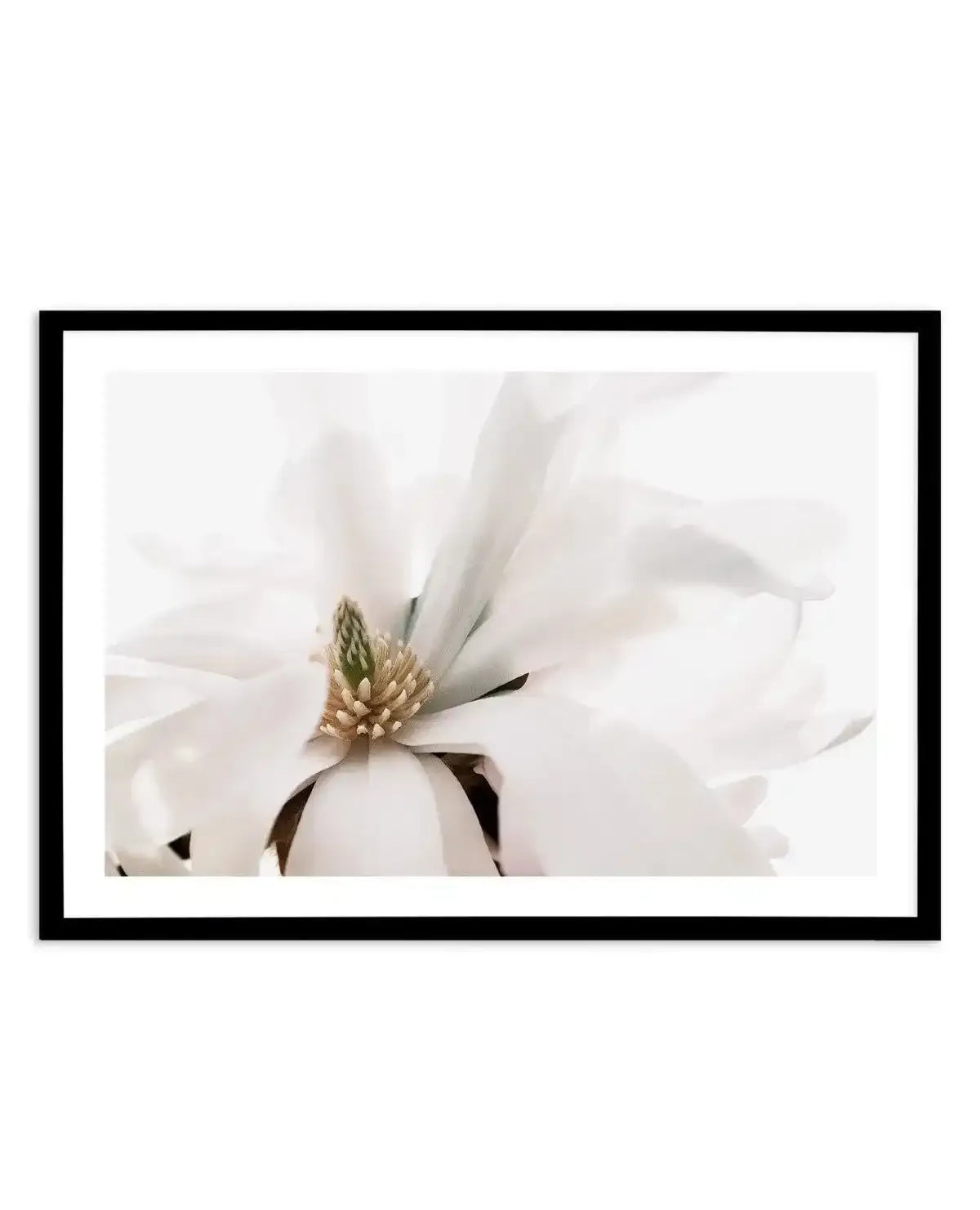 Grace Magnolia Art Print-PRINT-Olive et Oriel-Olive et Oriel-A5 | 5.8" x 8.3" | 14.8 x 21cm-Black-With White Border-Buy-Australian-Art-Prints-Online-with-Olive-et-Oriel-Your-Artwork-Specialists-Austrailia-Decorate-With-Coastal-Photo-Wall-Art-Prints-From-Our-Beach-House-Artwork-Collection-Fine-Poster-and-Framed-Artwork