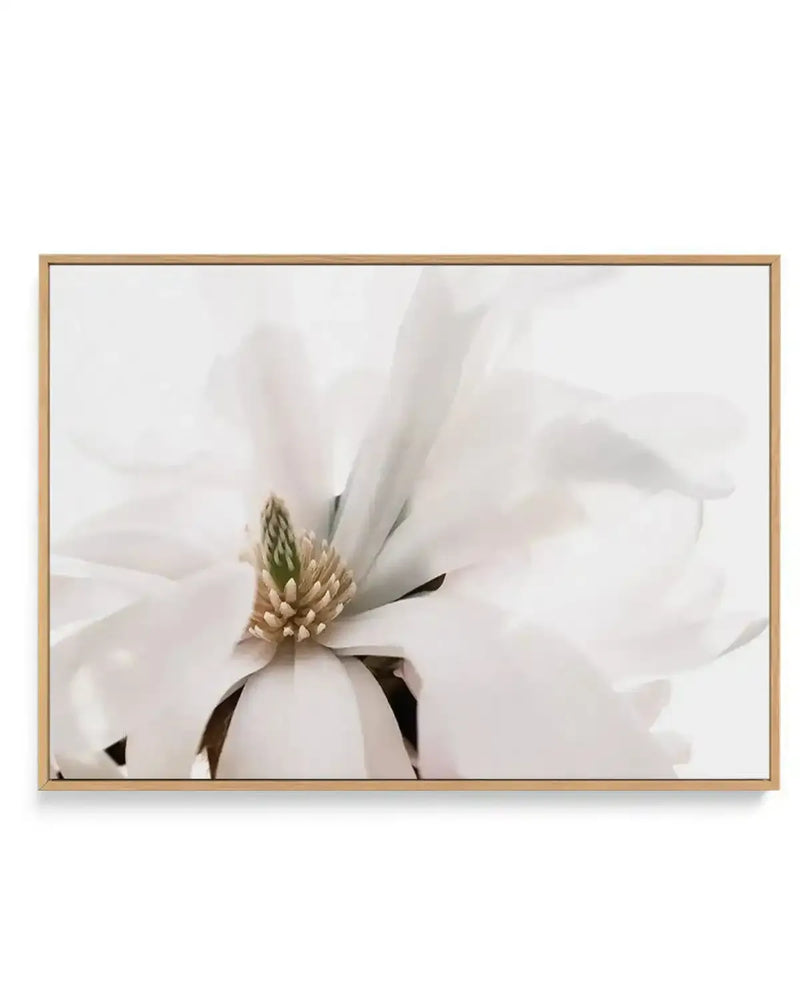 Grace Magnolia | Framed Canvas-CANVAS-You can shop wall art online with Olive et Oriel for everything from abstract art to fun kids wall art. Our beautiful modern art prints and canvas art are available from large canvas prints to wall art paintings and our proudly Australian artwork collection offers only the highest quality framed large wall art and canvas art Australia - You can buy fashion photography prints or Hampton print posters and paintings on canvas from Olive et Oriel and have them d