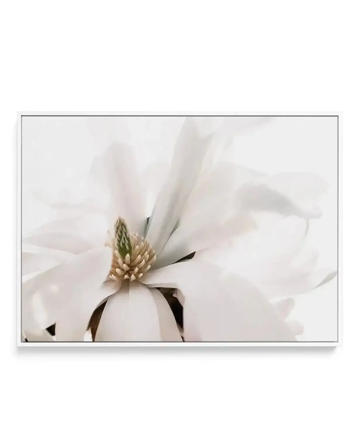 Grace Magnolia | Framed Canvas-CANVAS-You can shop wall art online with Olive et Oriel for everything from abstract art to fun kids wall art. Our beautiful modern art prints and canvas art are available from large canvas prints to wall art paintings and our proudly Australian artwork collection offers only the highest quality framed large wall art and canvas art Australia - You can buy fashion photography prints or Hampton print posters and paintings on canvas from Olive et Oriel and have them d