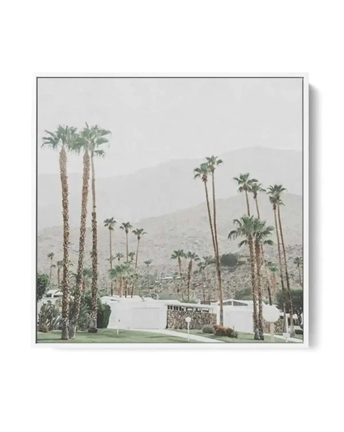 Grass Is Greener | Palm Springs SQ | Framed Canvas-CANVAS-You can shop wall art online with Olive et Oriel for everything from abstract art to fun kids wall art. Our beautiful modern art prints and canvas art are available from large canvas prints to wall art paintings and our proudly Australian artwork collection offers only the highest quality framed large wall art and canvas art Australia - You can buy fashion photography prints or Hampton print posters and paintings on canvas from Olive et O