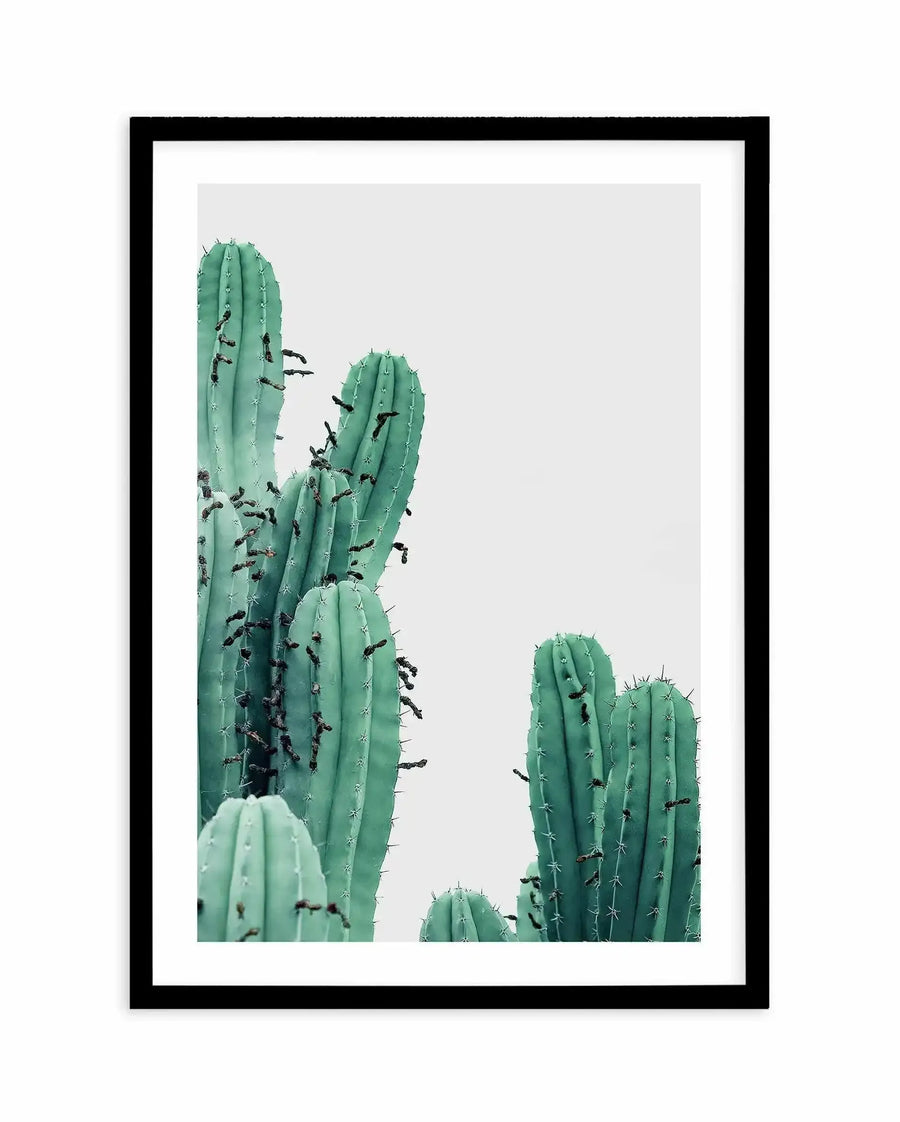 Framed photography art print featuring multiple tall, columnar cacti with a pale mint green hue and dark brown, dried flower remnants clinging to their ribbed surfaces, set against a plain light grey background, displayed in a black frame with a white border.