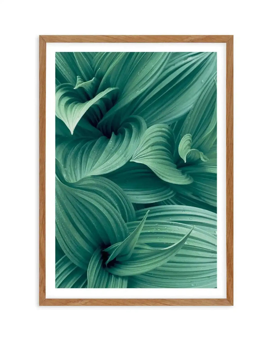 Framed photography art print featuring a close-up of lush green leaves with visible water droplets, displayed in a natural oak frame with white border. The composition highlights the natural curves and parallel veins of the leaves, creating a dynamic and organic pattern in varying shades of deep teal and emerald green.