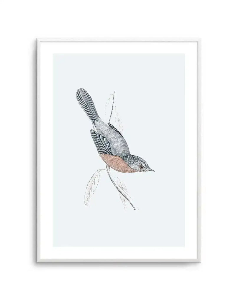 Line art illustration of a small bird with a grey back and wings, and a reddish-brown breast, perched on a thin branch with a few leaves, on a plain white background, displayed in a white frame with a white border.