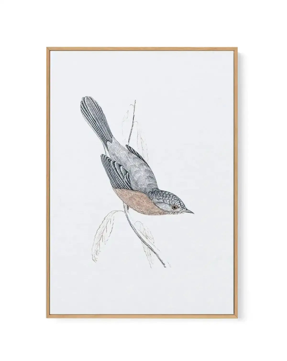 Hamptons Bird I | Framed Canvas-CANVAS-You can shop wall art online with Olive et Oriel for everything from abstract art to fun kids wall art. Our beautiful modern art prints and canvas art are available from large canvas prints to wall art paintings and our proudly Australian artwork collection offers only the highest quality framed large wall art and canvas art Australia - You can buy fashion photography prints or Hampton print posters and paintings on canvas from Olive et Oriel and have them 