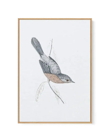 Hamptons Bird I | Framed Canvas-CANVAS-You can shop wall art online with Olive et Oriel for everything from abstract art to fun kids wall art. Our beautiful modern art prints and canvas art are available from large canvas prints to wall art paintings and our proudly Australian artwork collection offers only the highest quality framed large wall art and canvas art Australia - You can buy fashion photography prints or Hampton print posters and paintings on canvas from Olive et Oriel and have them 