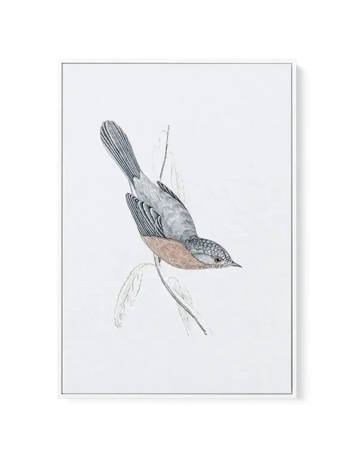 Hamptons Bird I | Framed Canvas-CANVAS-You can shop wall art online with Olive et Oriel for everything from abstract art to fun kids wall art. Our beautiful modern art prints and canvas art are available from large canvas prints to wall art paintings and our proudly Australian artwork collection offers only the highest quality framed large wall art and canvas art Australia - You can buy fashion photography prints or Hampton print posters and paintings on canvas from Olive et Oriel and have them 